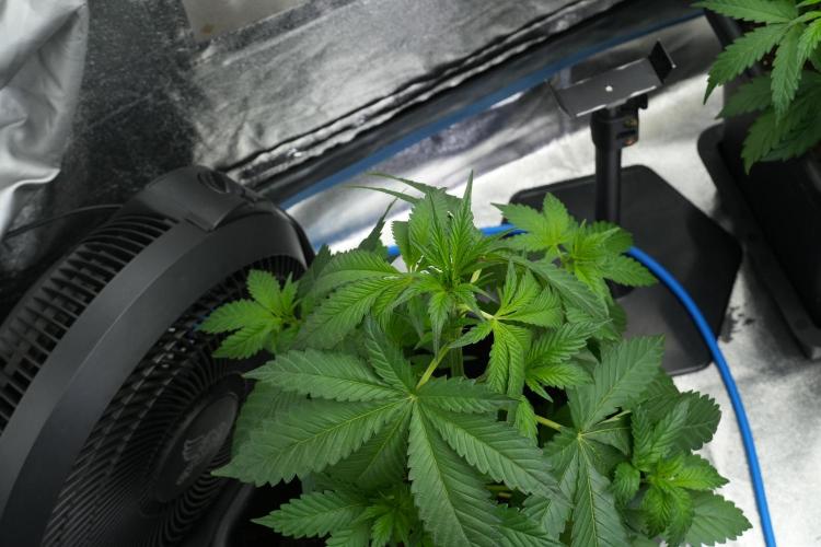 Purple Haze By Zamnesia Pheno A. Week 4 - Purple Haze  Pheno A