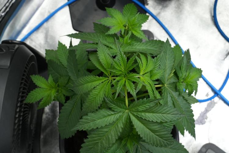 Purple Haze By Zamnesia Pheno A. Week 4 - Purple Haze  Pheno A