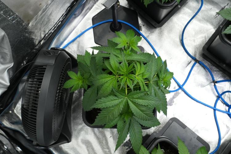 Purple Haze By Zamnesia Pheno A. Week 4 - Purple Haze  Pheno A