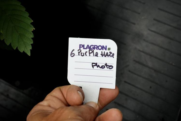 Pheno B Purple Haze By Zamnesia. Week 4 - Purple Haze Pheno B