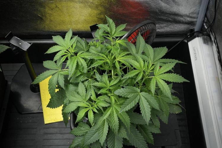 Pheno B Purple Haze By Zamnesia. Week 4 - Purple Haze Pheno B trainings
