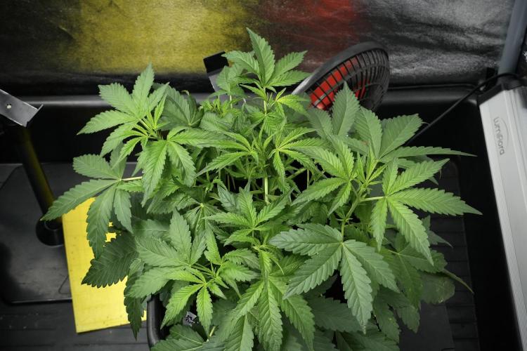 Pheno B Purple Haze By Zamnesia. Week 4 - Purple Haze Pheno B trainings