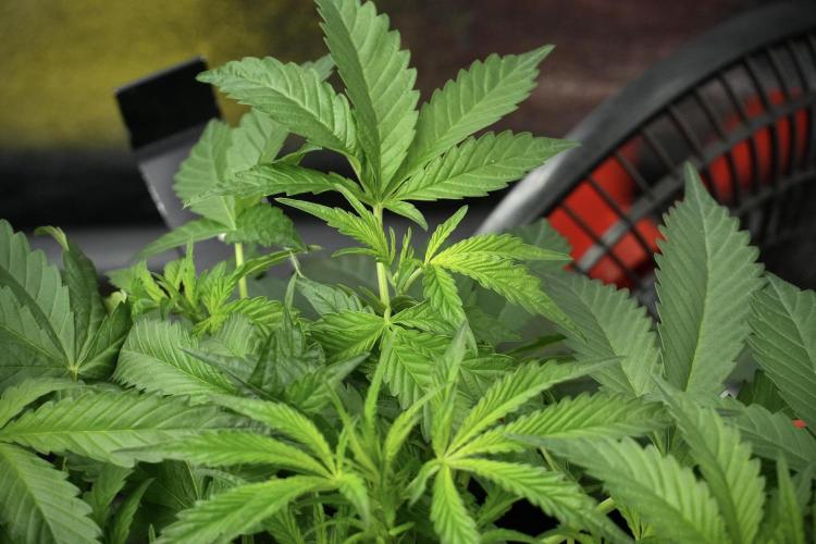 Pheno B Purple Haze By Zamnesia. Week 4 - Purple Haze Pheno B trainings