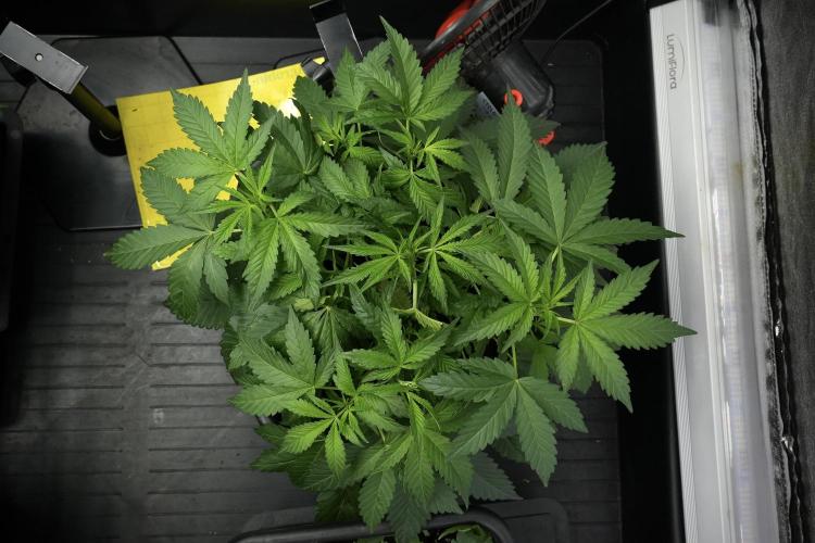 Pheno B Purple Haze By Zamnesia. Week 4 - Purple Haze Pheno B