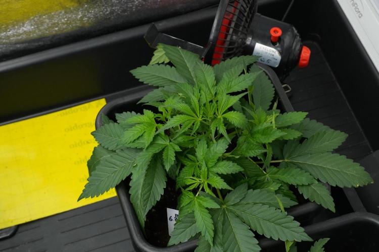 Pheno B Purple Haze By Zamnesia. Week 4 - Purple Haze Pheno B