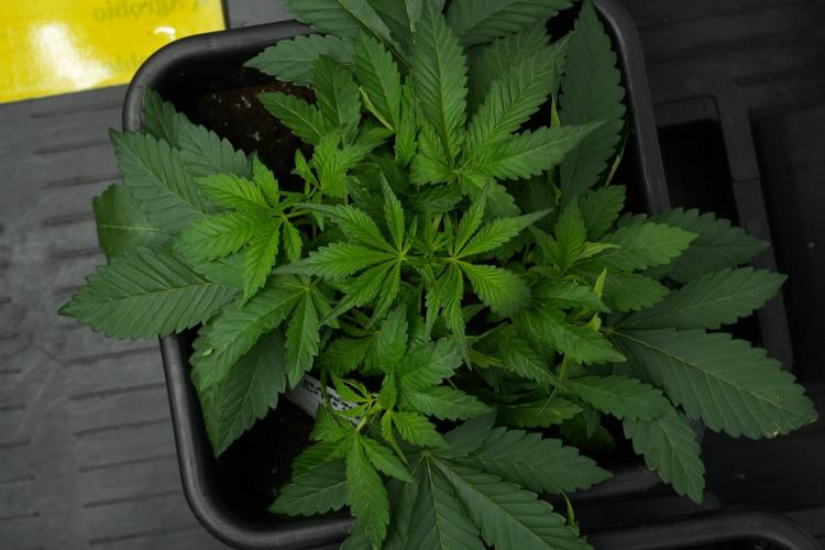 Pheno B Purple Haze By Zamnesia. Week 4 - Purple Haze Pheno B