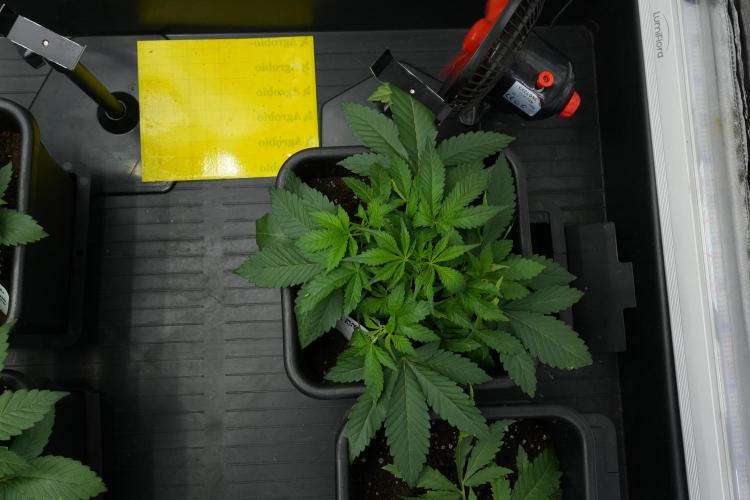 Pheno B Purple Haze By Zamnesia. Week 4 - Purple Haze Pheno B