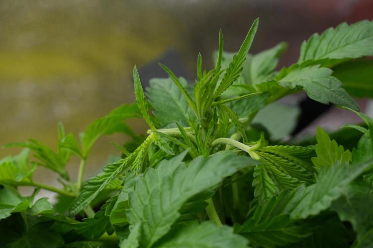 Pheno B Purple Haze By Zamnesia. Week 4 - Purple Haze Pheno B trainings