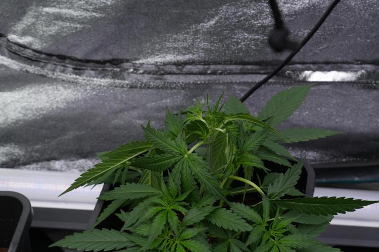 Amnesia Haze Auto by Zamnesia Pheno A. Week 4 - Amnesia Haze Auto Plant A