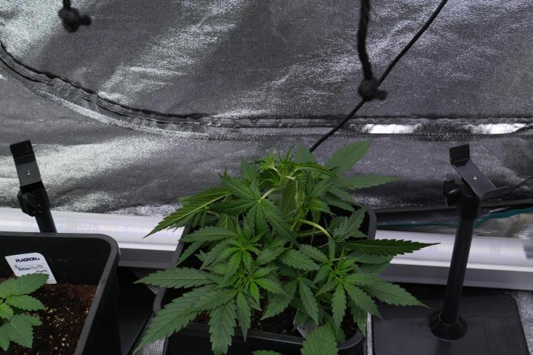 Amnesia Haze Auto by Zamnesia Pheno A. Week 4 - Amnesia Haze Auto Plant A
