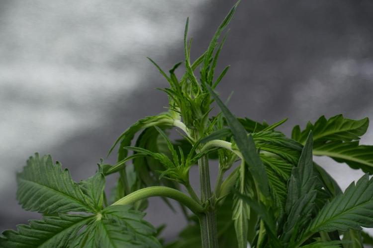 Amnesia Haze Auto by Zamnesia Pheno A. Week 4 - Amnesia Haze Auto Plant A