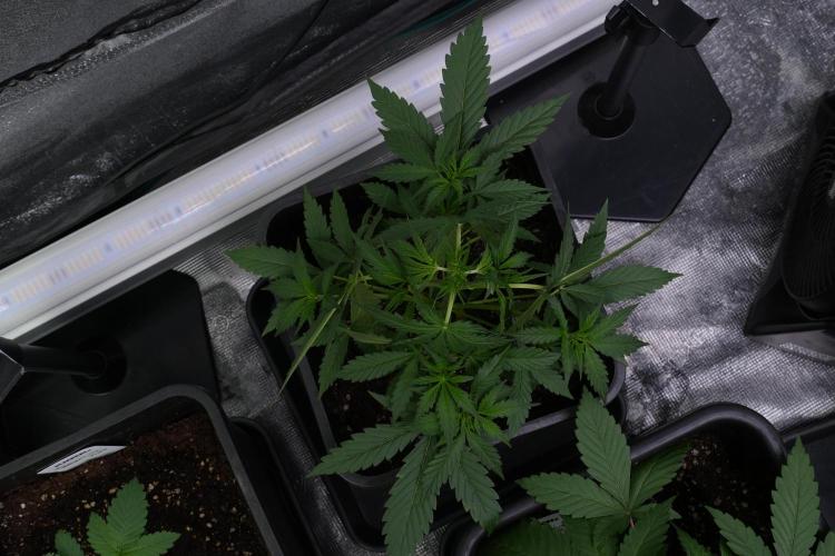 Amnesia Haze Auto by Zamnesia Pheno A. Week 4 - Amnesia Haze Auto Plant A