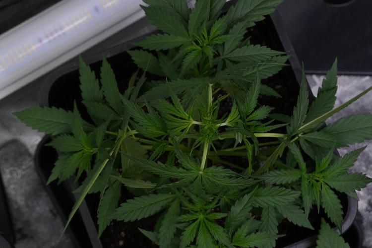 Amnesia Haze Auto by Zamnesia Pheno A. Week 4 - Amnesia Haze Auto Plant A