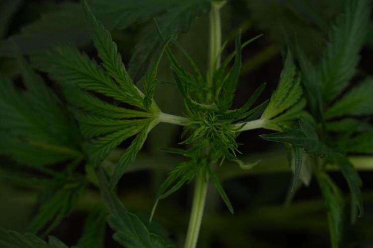 Amnesia Haze Auto by Zamnesia Pheno A. Week 4 - Amnesia Haze Auto Plant A