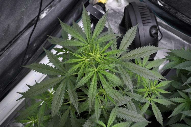 Amnesia Haze Auto by Zamnesia Pheno A. Week 4 - Amnesia Haze Auto Plant A pre-flowering 