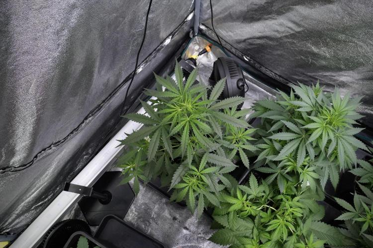 Amnesia Haze Auto by Zamnesia Pheno A. Week 4 - Amnesia Haze Auto Plant A pre-flowering 