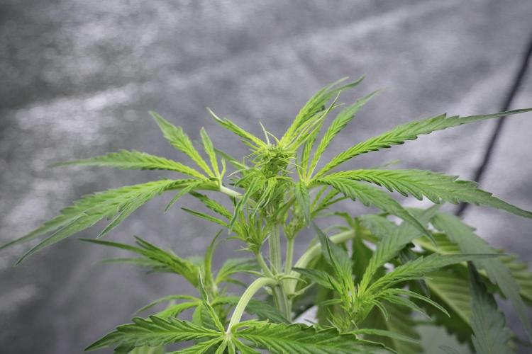 Amnesia Haze Auto by Zamnesia Pheno A. Week 4 - Amnesia Haze Auto Plant A pre-flowering 