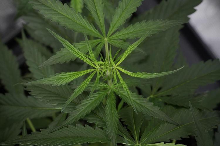 Amnesia Haze Auto by Zamnesia Pheno A. Week 4 - Amnesia Haze Auto Plant A pre-flowering 