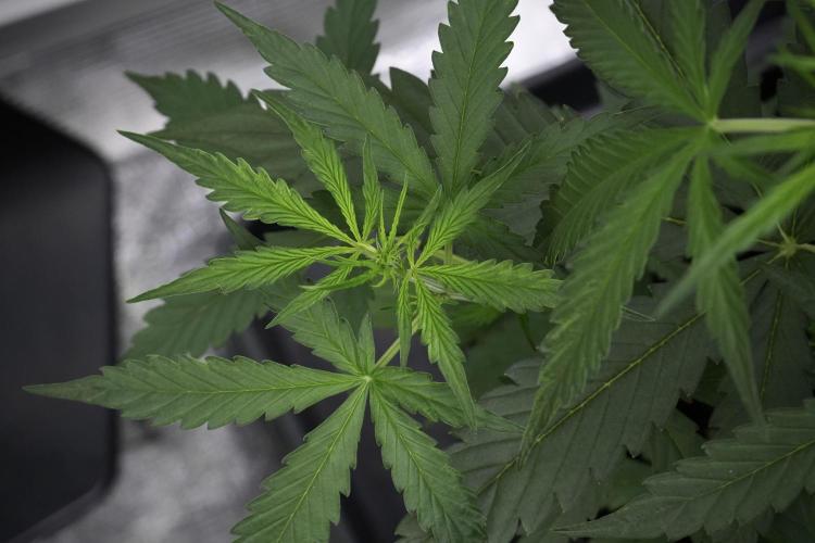 Amnesia Haze Auto by Zamnesia Pheno A. Week 4 - Amnesia Haze Auto Plant A pre-flowering 