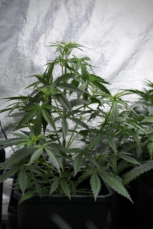 Amnesia Haze Auto by Zamnesia Pheno A. Week 4 - Amnesia Haze Auto Plant A pre-flowering 