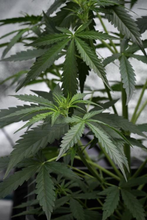 Amnesia Haze Auto by Zamnesia Pheno A. Week 4 - Amnesia Haze Auto Plant A pre-flowering 