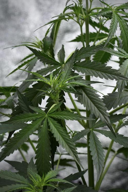 Amnesia Haze Auto by Zamnesia Pheno A. Week 4 - Amnesia Haze Auto Plant A pre-flowering 