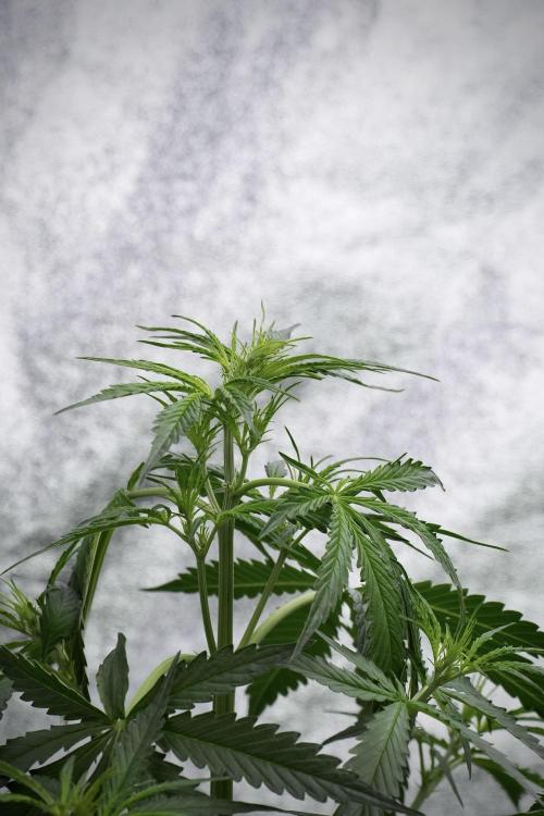 Amnesia Haze Auto by Zamnesia Pheno A. Week 4 - Amnesia Haze Auto Plant A pre-flowering 
