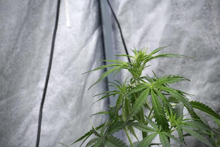 Amnesia Haze Auto by Zamnesia Pheno A. Week 4 - Amnesia Haze Auto Plant A pre-flowering 