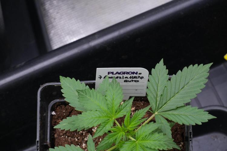 Amnesia Haze Auto by Zamnesia Pheno B. Week 4 - Amnesia Haze Auto  Pheno B 