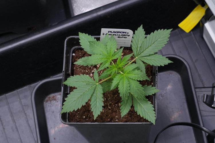Amnesia Haze Auto by Zamnesia Pheno B. Week 4 - Amnesia Haze Auto  Pheno B 