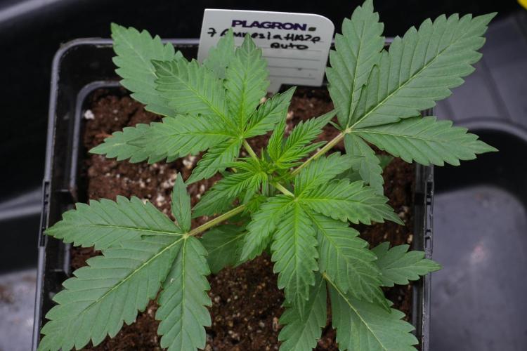 Amnesia Haze Auto by Zamnesia Pheno B. Week 4 - Amnesia Haze Auto  Pheno B 