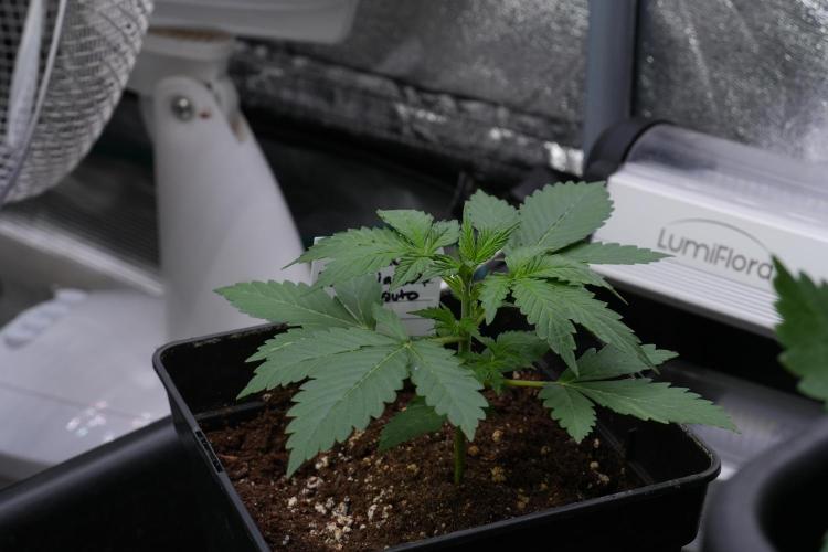 Amnesia Haze Auto by Zamnesia Pheno B. Week 4 - Amnesia Haze Auto  Pheno B 