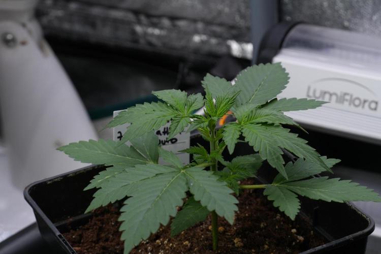 Amnesia Haze Auto by Zamnesia Pheno B. Week 4 - Amnesia Haze Auto  Pheno B 