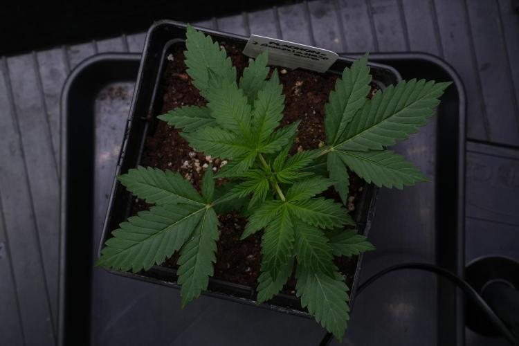 Amnesia Haze Auto by Zamnesia Pheno B. Week 4 - Amnesia Haze Auto  Pheno B 