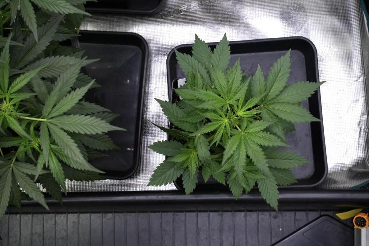 Amnesia Haze Auto by Zamnesia Pheno B. Week 4 - Amnesia Haze Auto  Pheno B 