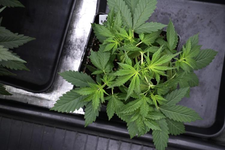 Amnesia Haze Auto by Zamnesia Pheno B. Week 4 - Amnesia Haze Auto  Pheno B 