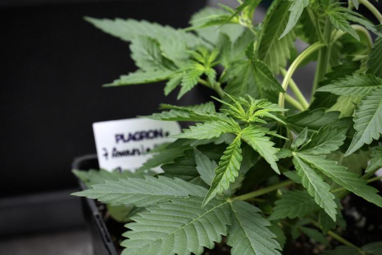 Amnesia Haze Auto by Zamnesia Pheno B. Week 4 - Amnesia Haze Auto  Pheno B 