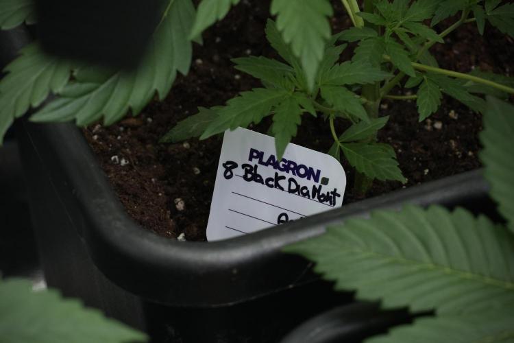 Black Diamont Auto By Zamnesia Pheno A. Week 4 - Black Diamont Auto Plant A