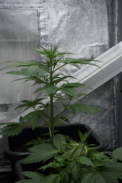 Black Diamont Auto By Zamnesia Pheno A. Week 4 - Black Diamont Auto Plant A