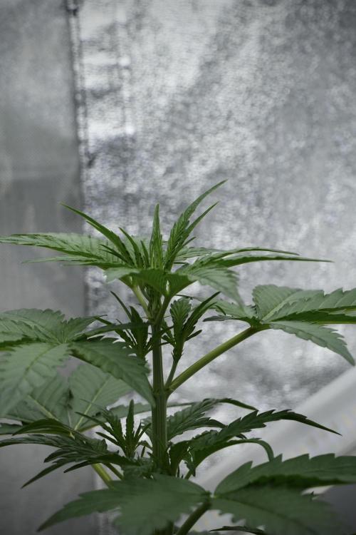 Black Diamont Auto By Zamnesia Pheno A. Week 4 - Black Diamont Auto Plant A