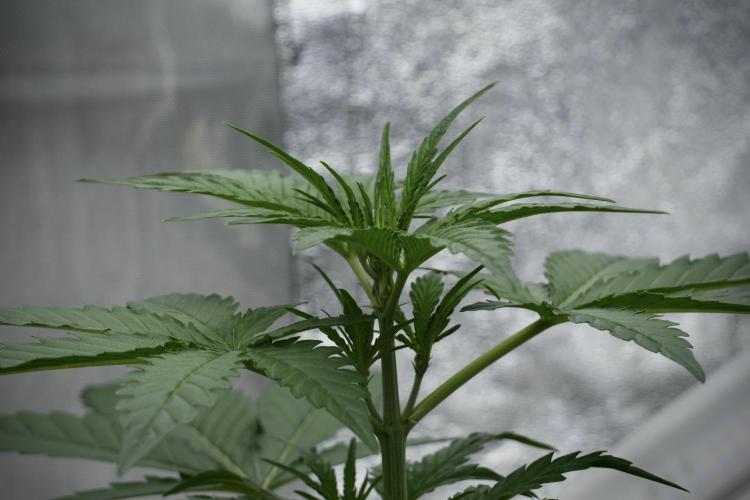 Black Diamont Auto By Zamnesia Pheno A. Week 4 - Black Diamont Auto Plant A