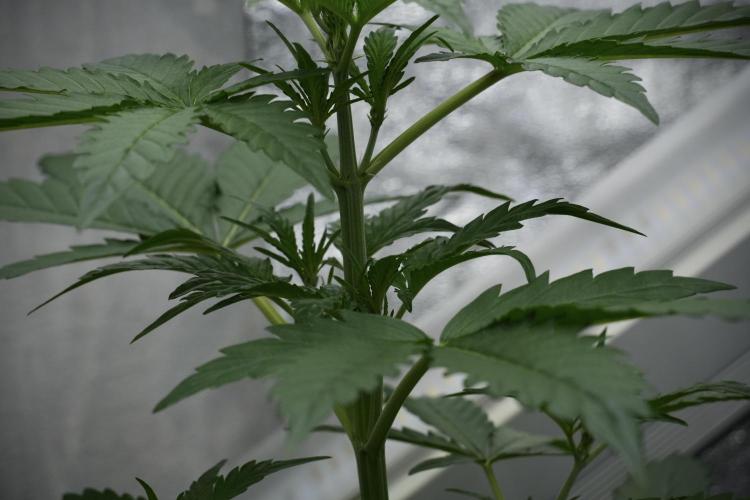 Black Diamont Auto By Zamnesia Pheno A. Week 4 - Black Diamont Auto Plant A