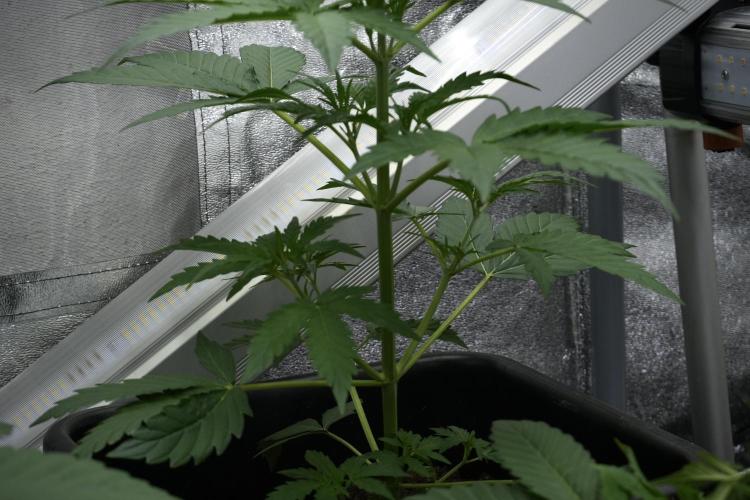 Black Diamont Auto By Zamnesia Pheno A. Week 4 - Black Diamont Auto Plant A
