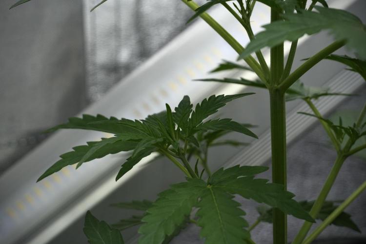 Black Diamont Auto By Zamnesia Pheno A. Week 4 - Black Diamont Auto Plant A