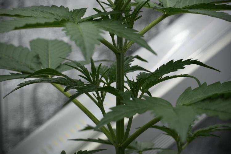Black Diamont Auto By Zamnesia Pheno A. Week 4 - Black Diamont Auto Plant A