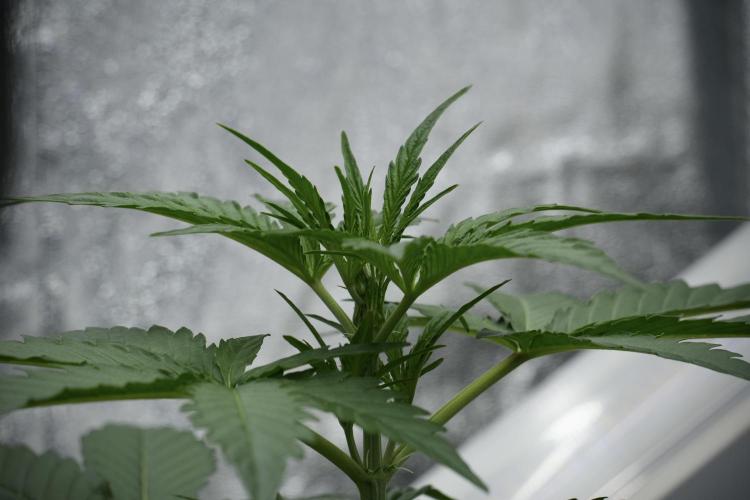 Black Diamont Auto By Zamnesia Pheno A. Week 4 - Black Diamont Auto Plant A