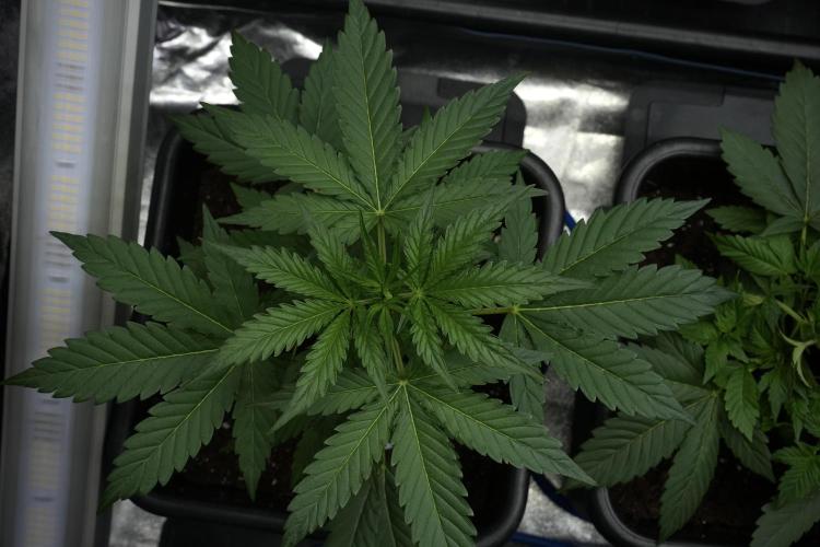 Black Diamont Auto By Zamnesia Pheno A. Week 4 - Black Diamont Auto Plant A Bird view 
