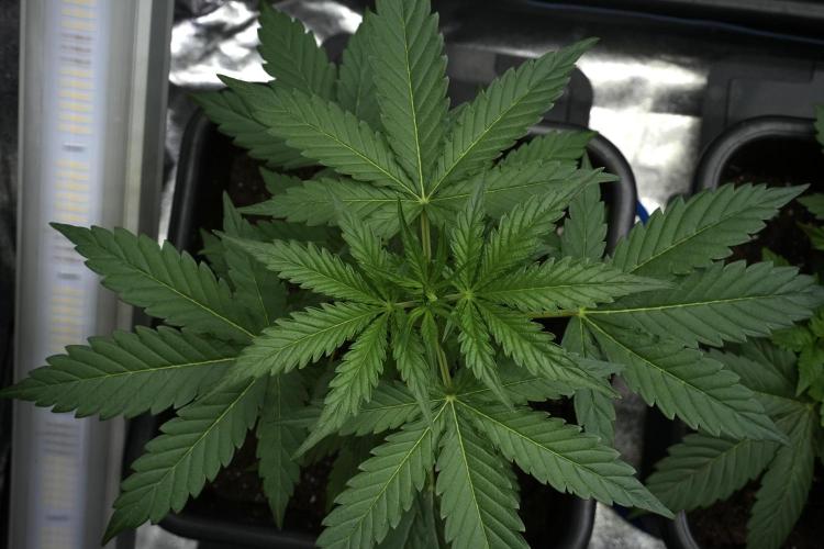 Black Diamont Auto By Zamnesia Pheno A. Week 4 - Black Diamont Auto Plant A view 