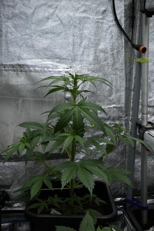 Black Diamont Auto By Zamnesia Pheno A. Week 4 - Black Diamont Auto Plant A