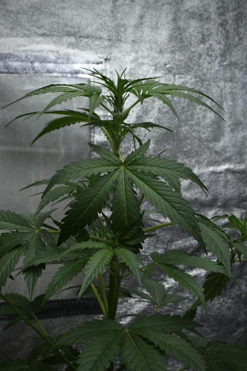 Black Diamont Auto By Zamnesia Pheno A. Week 4 - Black Diamont Auto Plant A